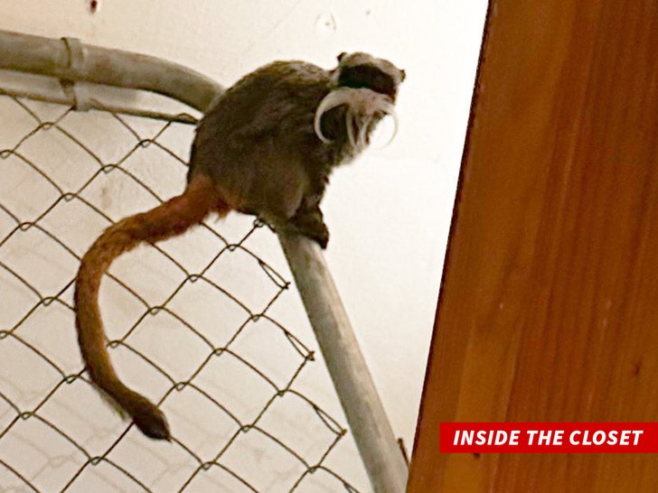 Maimuțe furate de la Grădina Zoologică din Dallas găsite în dulapul unei case abandonate