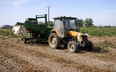 România produce peste 1.500.000 de tone de cartofi, dar importurile rămân ridicate