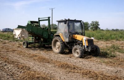 România produce peste 1.500.000 de tone de cartofi, dar importurile rămân ridicate