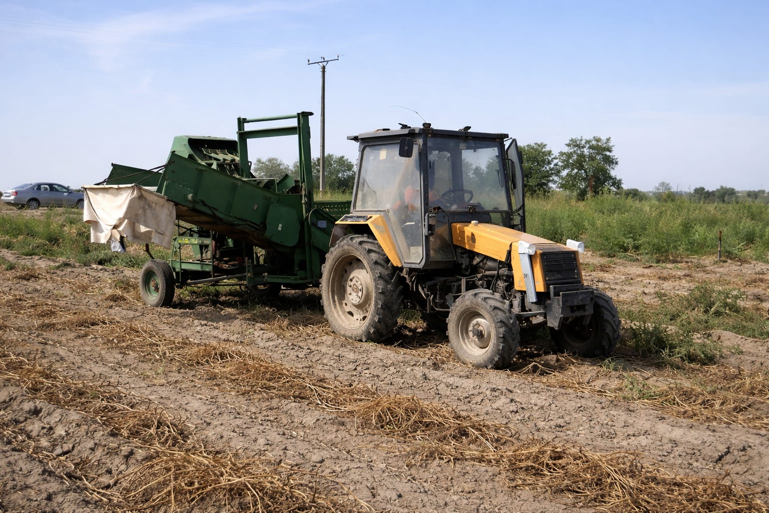 România produce peste 1.500.000 de tone de cartofi, dar importurile rămân ridicate